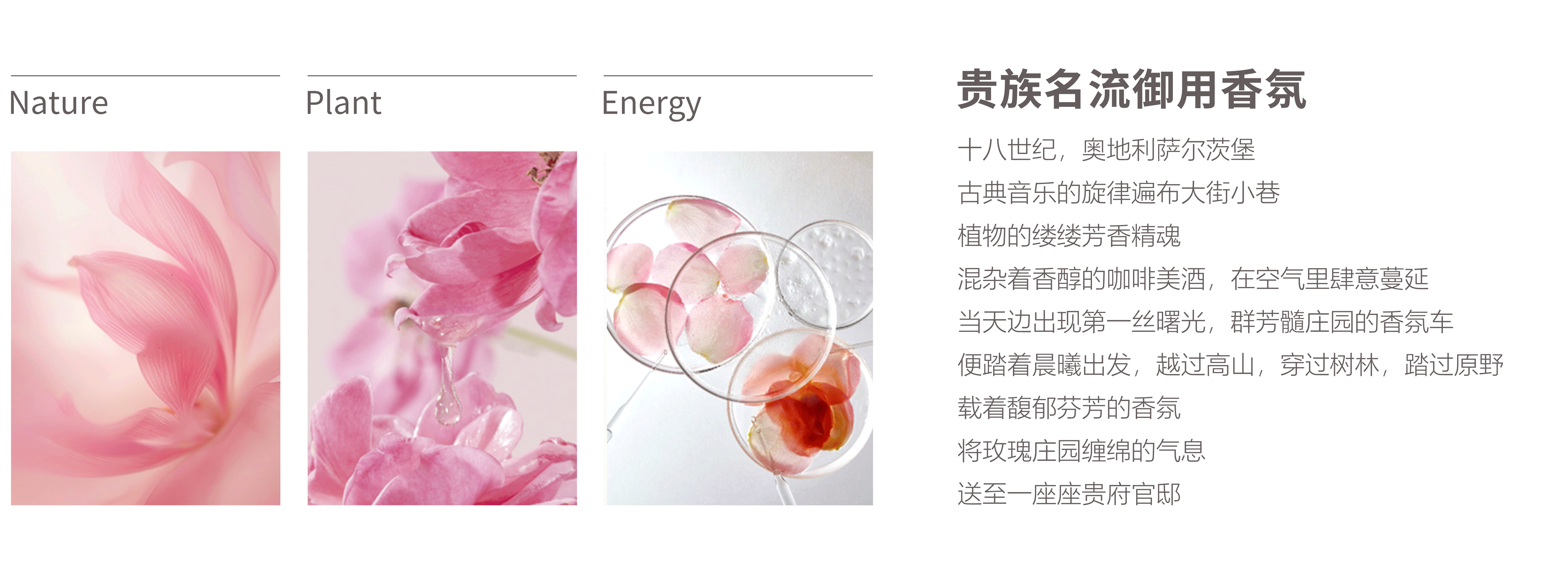 群芳-2.png